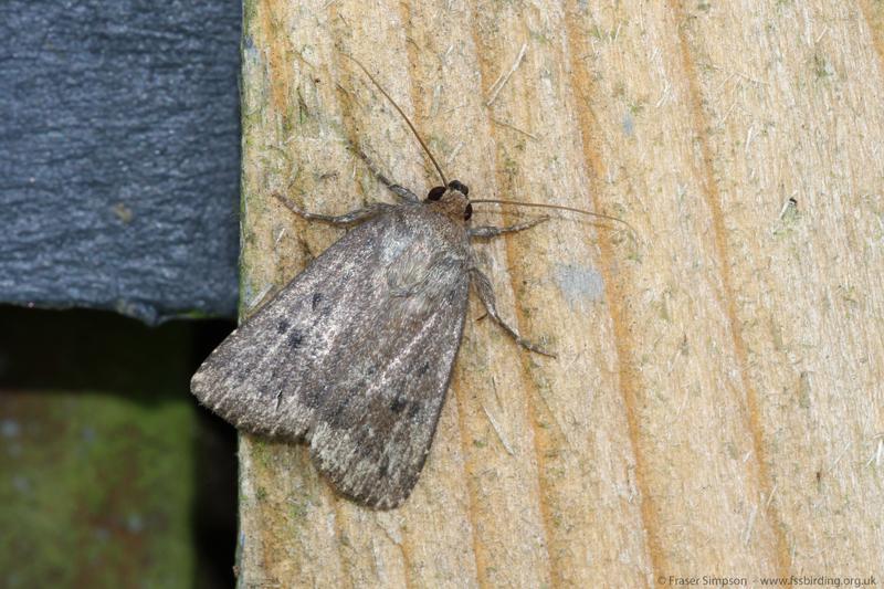 Mouse Moth (Amphipyra tragopoginis) � Fraser Simpson
