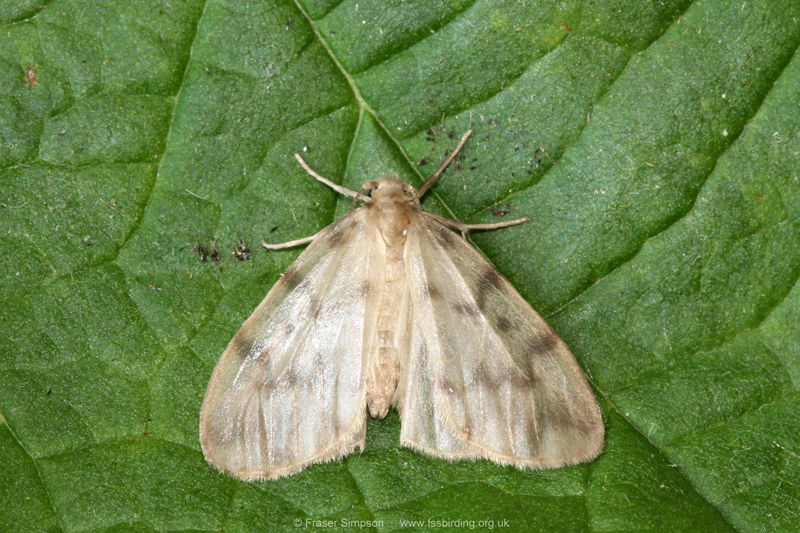 Muslin Footman (Nudaria mundana) � Fraser Simpson