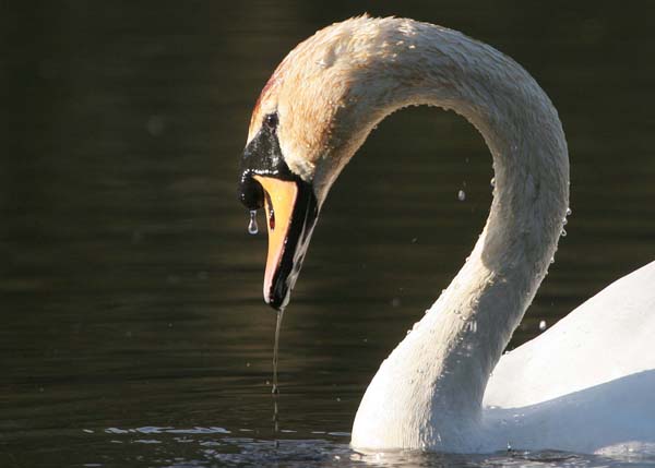 Mute Swan at Coodham Lake  2005  F. S. Simpson