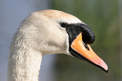 Mute Swan  2005  F. S. Simpson