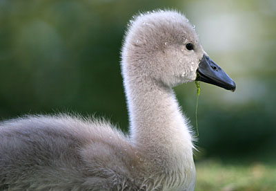 Mute Swan cygnet � 2005  F. S. Simpson