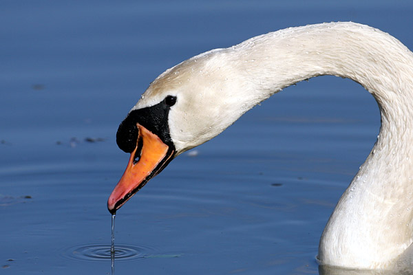Mute Swan 2006 Fraser Simpson