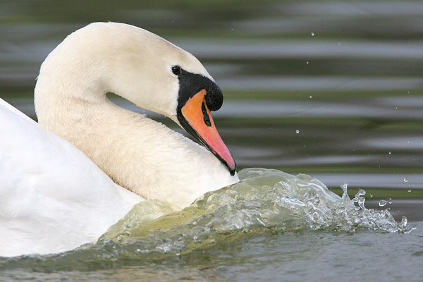 Mute Swan 2006 Fraser Simpson