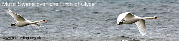 Mute Swans �2006 Fraser Simpson