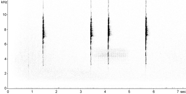Sonogram of Nashville Warbler calls