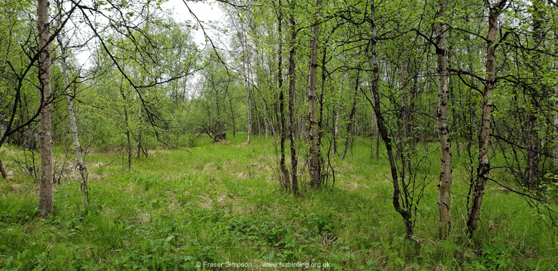 Arctic Warbler habitat, Neiden, Norway � Fraser Simpson