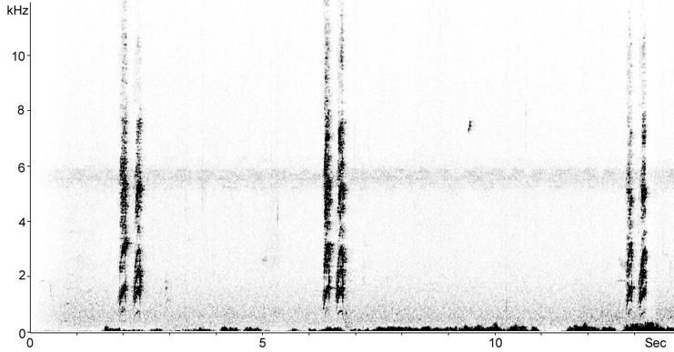 Sonogram of New Caledonian Crow callls