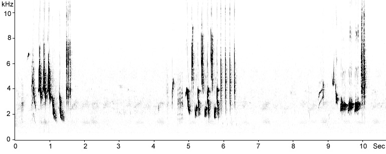 Sonogram of Nightingale song