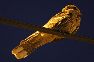 Nightjar 2006 Fraser Simpson