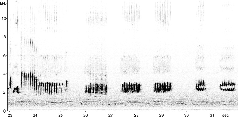 Sonogram of Northern Mockingbird song