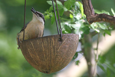 Nuthatch � 2005  F. S. Simpson