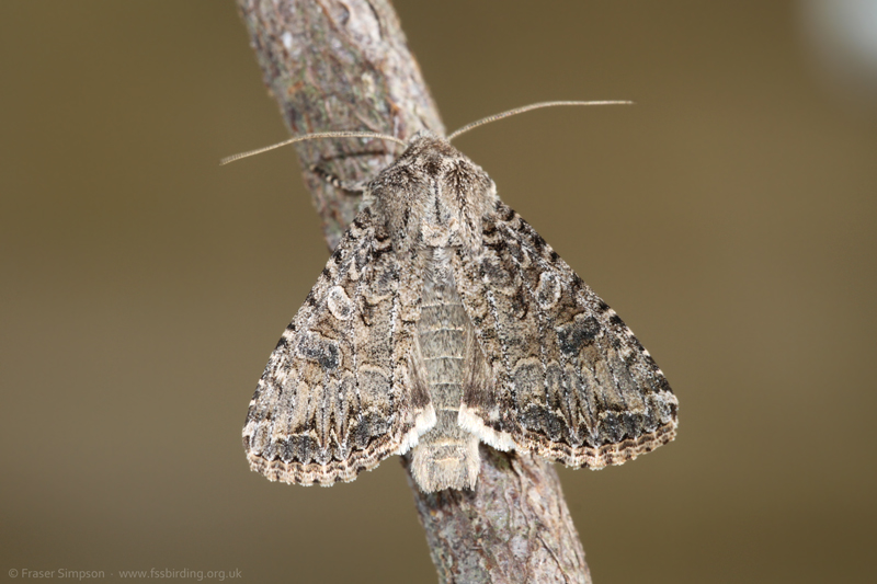 The Nutmeg (Anarta trifolii) � Fraser Simpson