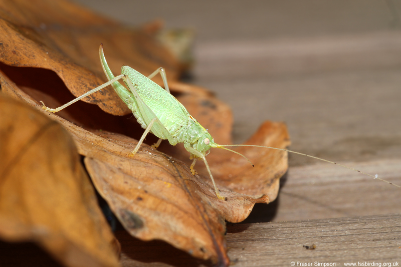 female Oak Bush-cricket (Meconema thalassinum), Elveden Forest, Suffolk, England, 6 October 2022 © Fraser Simpson