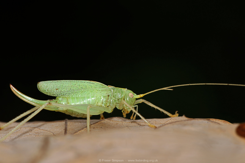 female Oak Bush-cricket (Meconema thalassinum), Elveden Forest, Suffolk, England, 6 October 2022 © Fraser Simpson