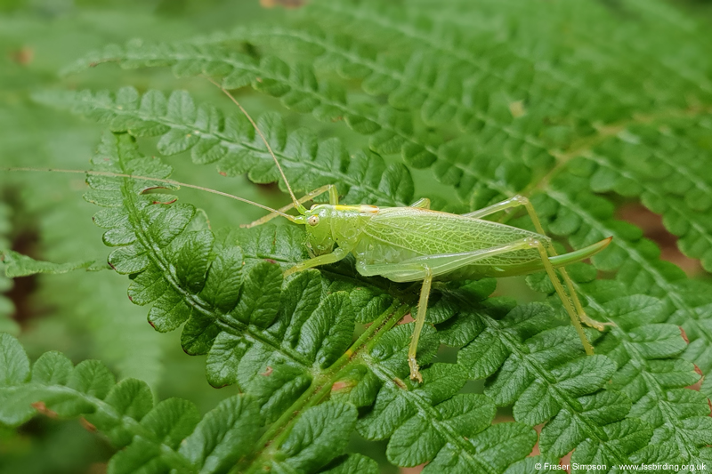 Oak Bush-cricket (Meconema thalassinum) � Fraser Simpson