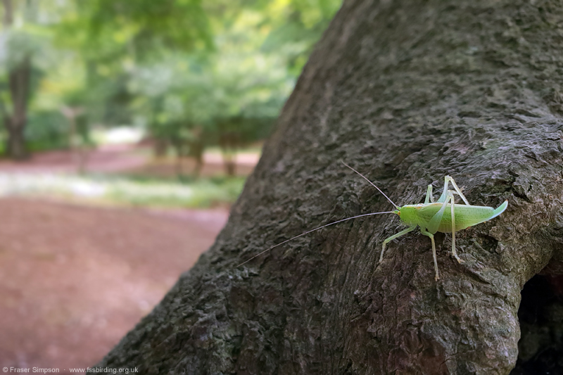 Oak Bush-cricket (Meconema thalassinum) � Fraser Simpson