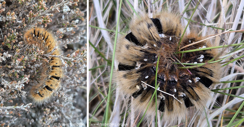 Oak Eggar (Lasiocampa quercus) larvae � Fraser Simpson