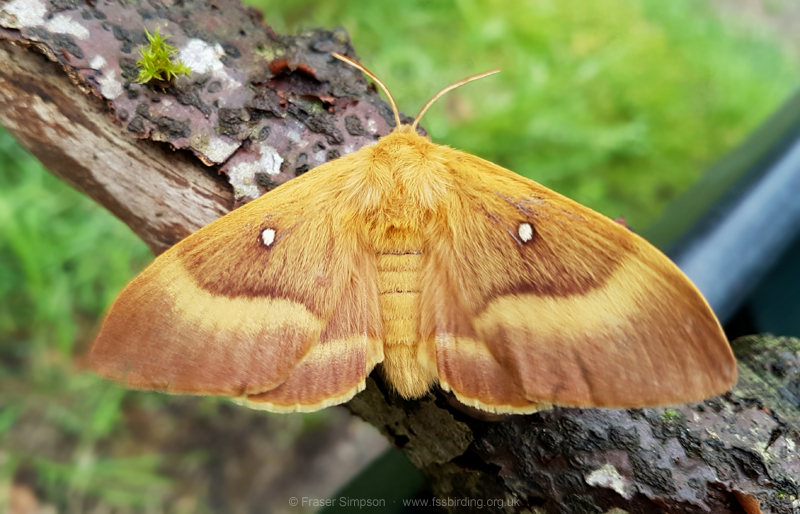 Oak Eggar (Lasiocampa quercus) � Fraser Simpson