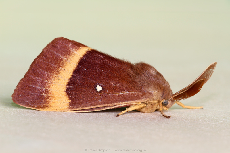 Oak Eggar (Lasiocampa quercus) � Fraser Simpson