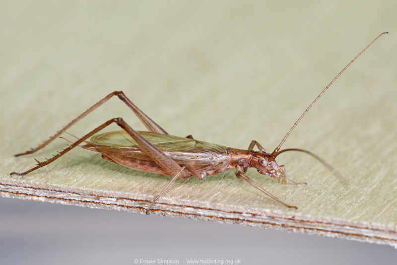 European Tree-cricket (Oecanthus pellucens) � Fraser Simpson