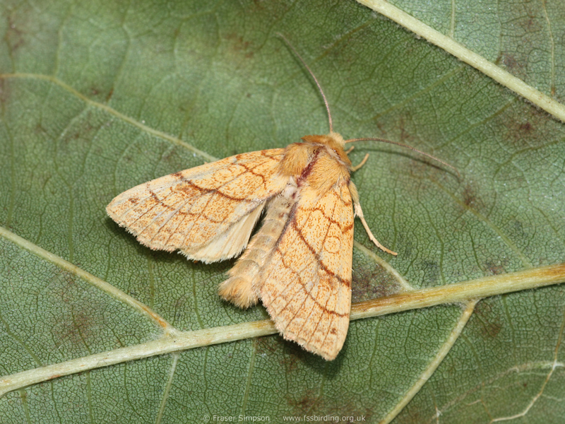 Orange Sallow (Tiliacea citrago) � Fraser Simpson