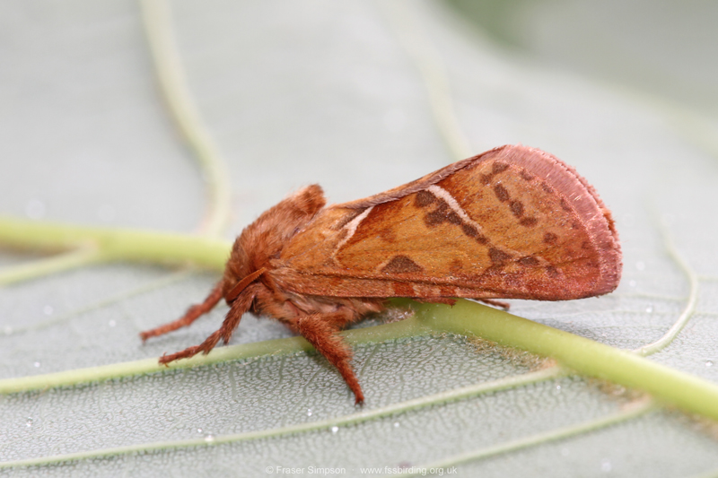 Orange Swift (Triodia sylvina) � Fraser Simpson