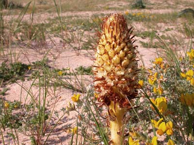 Broomrape (Orobanche densiflora) � 2005 Fraser Simpson