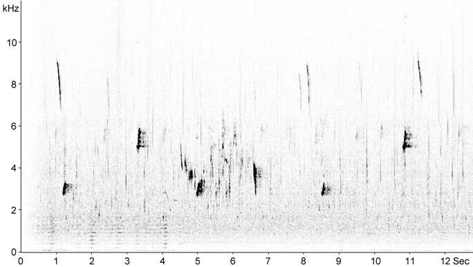 Sonogram of Ortolan Bunting calls