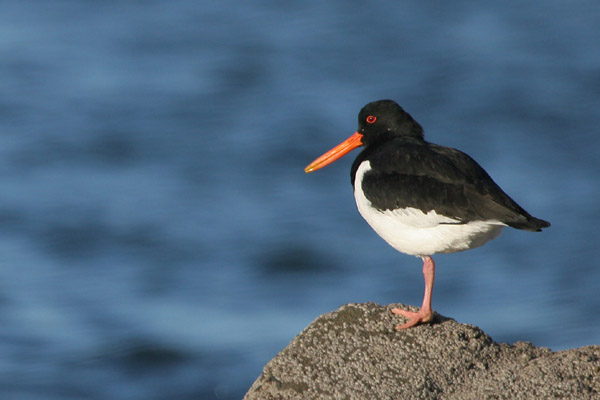 Oystercatcher 2005 Fraser Simpson