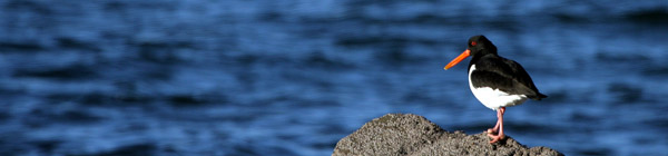 Oystercatcher, Ayrshire �2005 Fraser Simpson