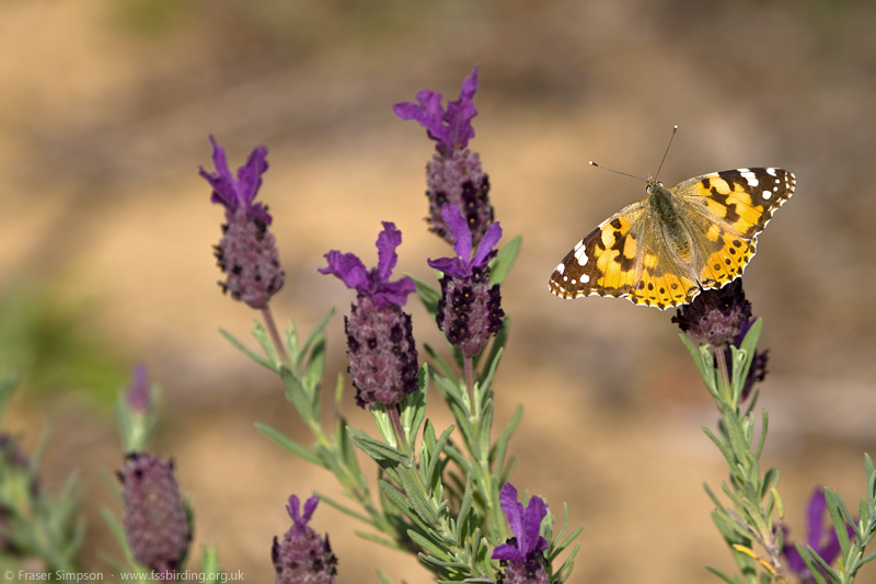 Painted Lady � Fraser Simpson