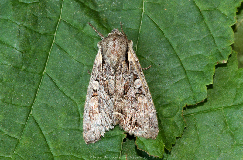 Pale-shouldered Brocade (Lacanobia thalassina) � Fraser Simpson