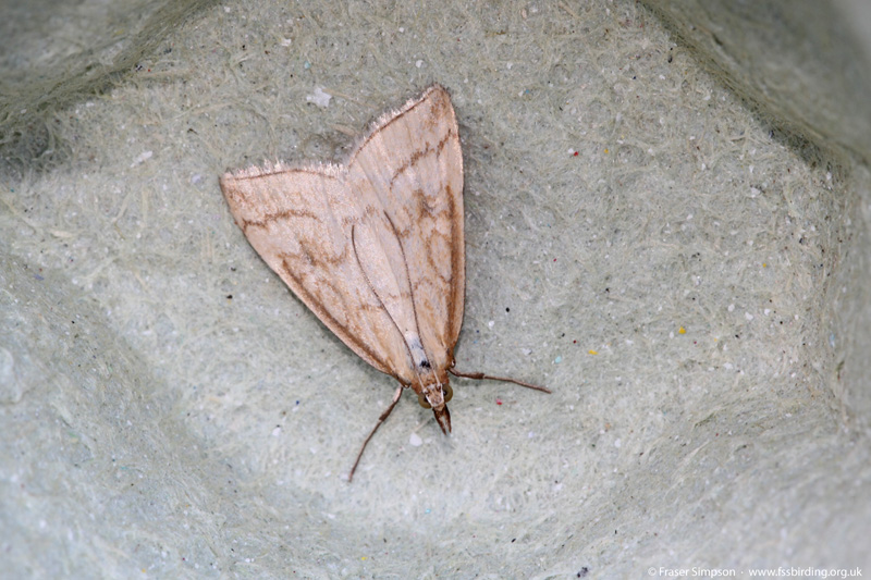 Pale Straw Pearl (Udea lutealis) � Fraser Simpson