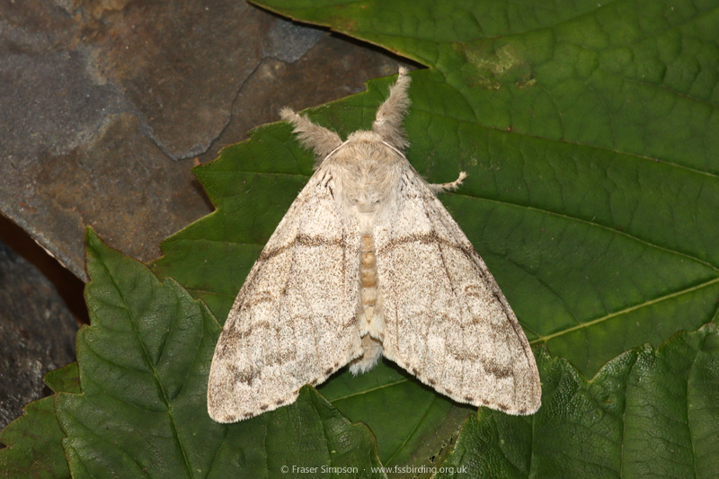 Pale Tussock�(Calliteara pudibunda) � Fraser Simpson