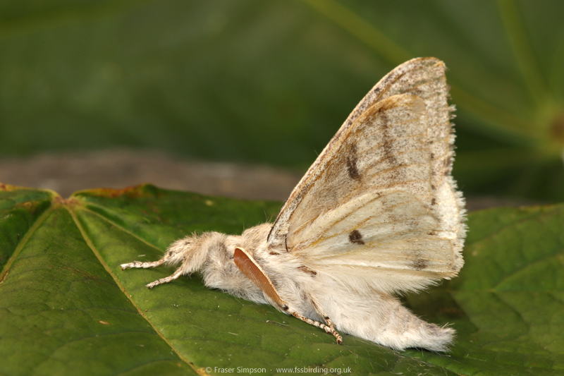 Pale Tussock�(Calliteara pudibunda) � Fraser Simpson