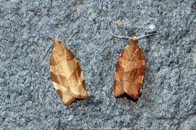 White-faced Tortrix (Pandemis cinnamomeana) Fraser Simpson