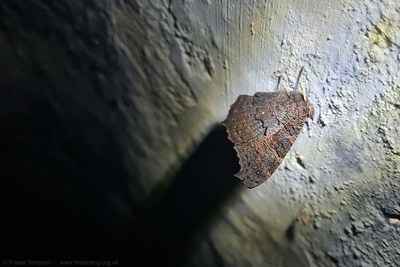 Peacock (Aglais io) hibernating  Fraser Simpson