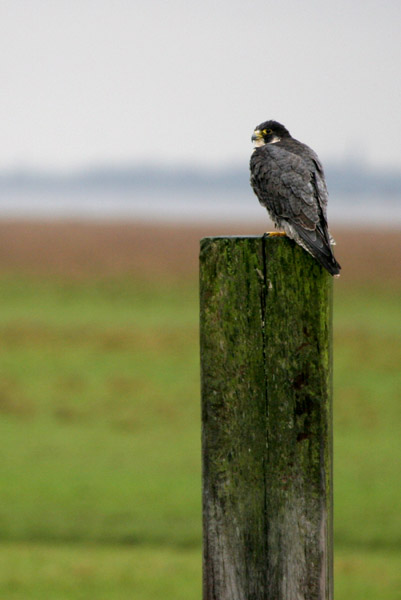 Peregrine �2005 Fraser Simpson