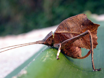 Grasshopper or Leaf?