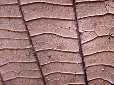 Leaf Detail