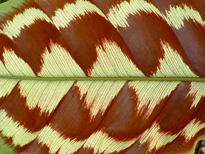  2002, Fraser Simpson