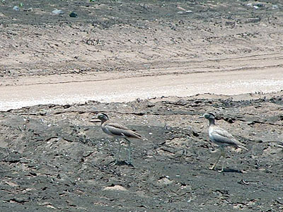 Peruvian Thick-knee