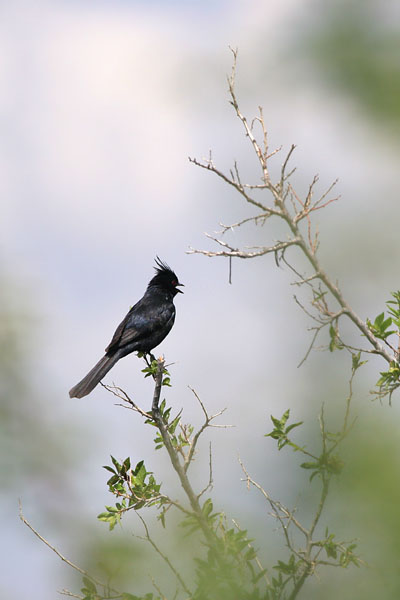 Phainopepla �2006 Fraser Simpson