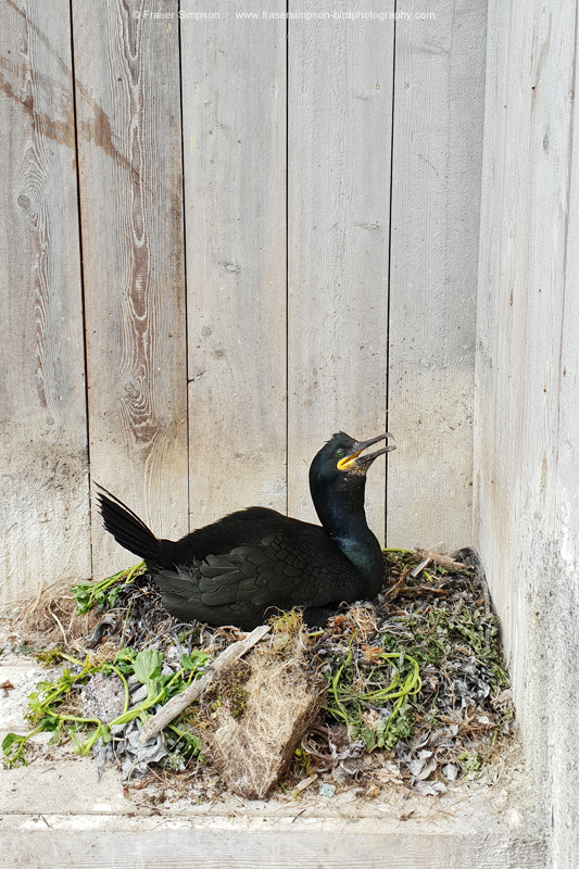 European Shag, Horn�ya, Norway � Fraser Simpson