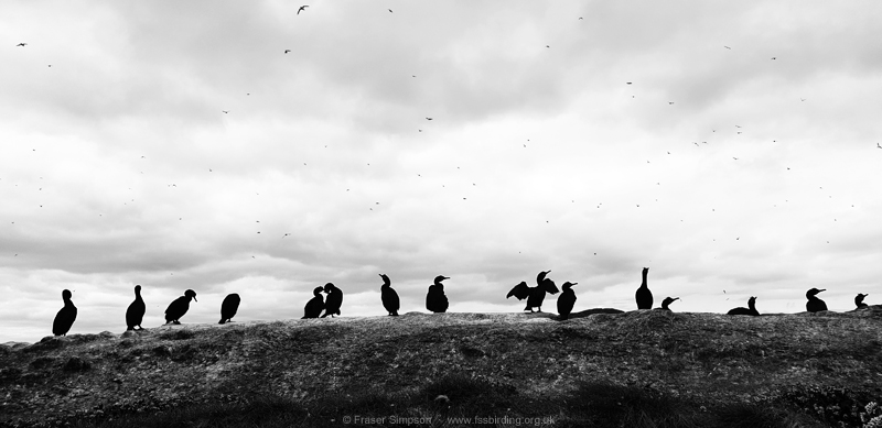 European Shag, Horn�ya, Norway � Fraser Simpson