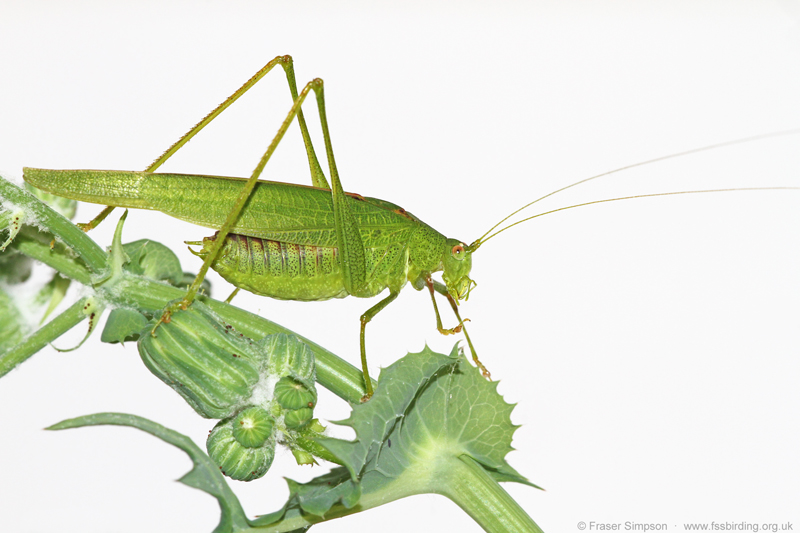 Southern Sickle-bearing Bush-cricket (Phaneroptera nana) � Fraser Simpson