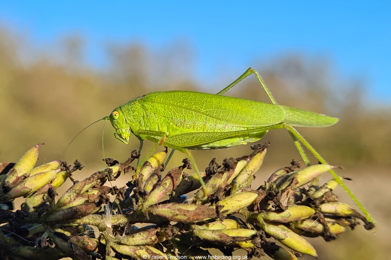 Southern Sickle-bearing Bush-cricket (Phaneroptera nana) - female � Fraser Simpson