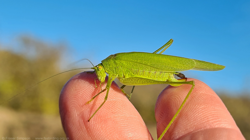 Southern Sickle-bearing Bush-cricket (Phaneroptera nana) - female � Fraser Simpson