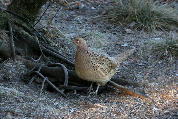 Pheasant �2005 Fraser Simpson