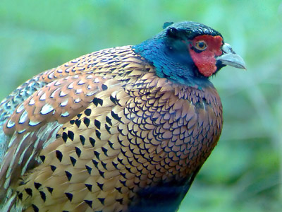 Phonescoped Pheasant 2006 Fraser Simpson